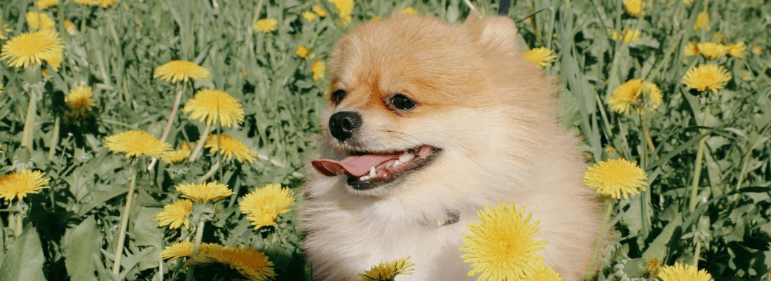 Photo inspiration: Fresh Look at Can Dogs Eat Dandelions And Dandelion Greens Expert Advice