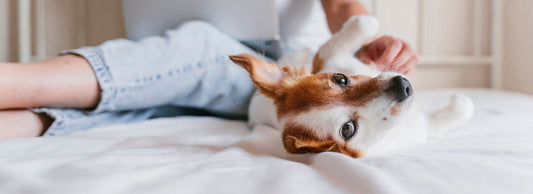 Supporting Your Anxious Pet: Strategies for a Calmer Companion