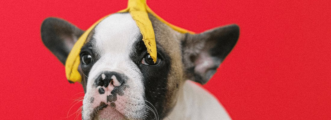 Explained: Can Dogs Eat Bananas & Banana Peel
