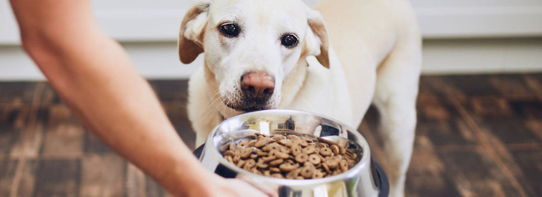 Signs and symptoms of dog food intolerances and allergies