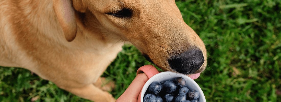 Can Dogs Eat Blueberries