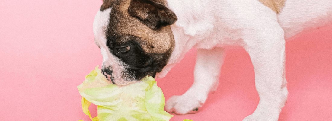 How to feed your dog cabbage