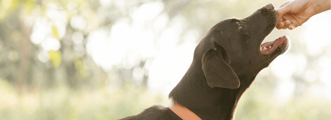 Can Your Dog Eat Mussels & Green Lipped Mussels? – My Pet Health Inc.