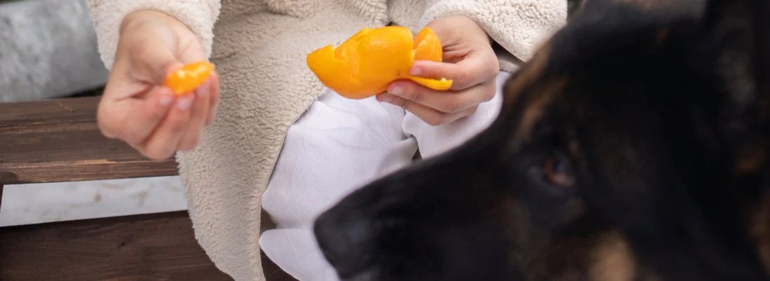 Explained: Can Dogs Eat Oranges & Satsumas