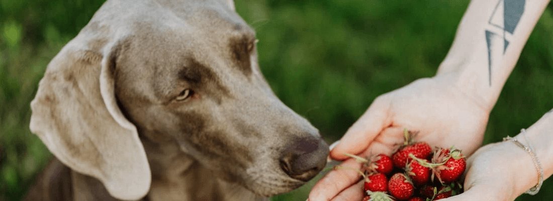 Explained: Can Dogs Eat Strawberries & Strawberry Leaves