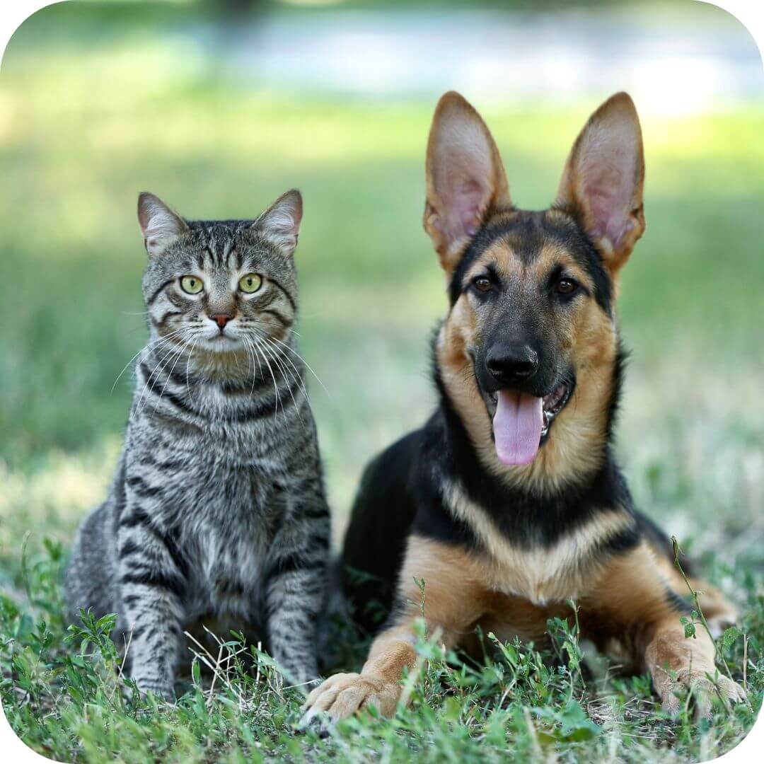cat-and-dog-sitting